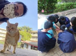 Trường cấp 2 bổ nhiệm mèo siêu mập làm hiệu phó, nhiệm vụ là ăn rồi ngủ để cả trường vuốt ve xả stress